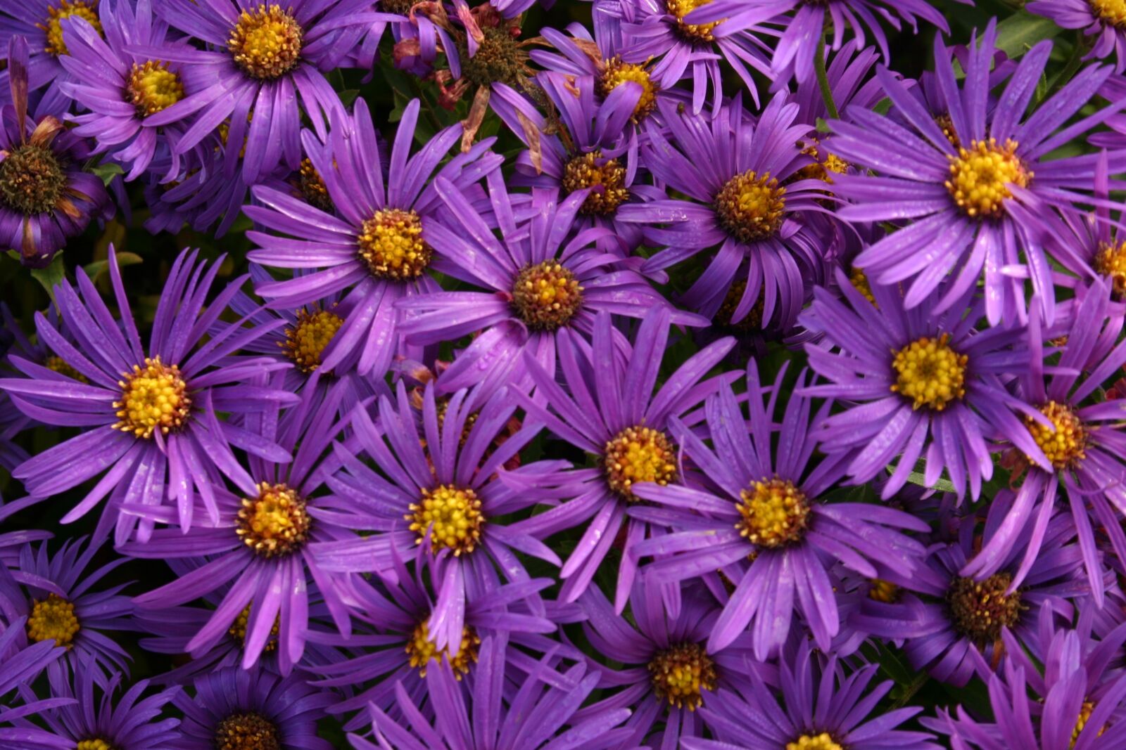 Canon EOS 300D (EOS Digital Rebel / EOS Kiss Digital) sample photo. Asters, flowers, daisy photography