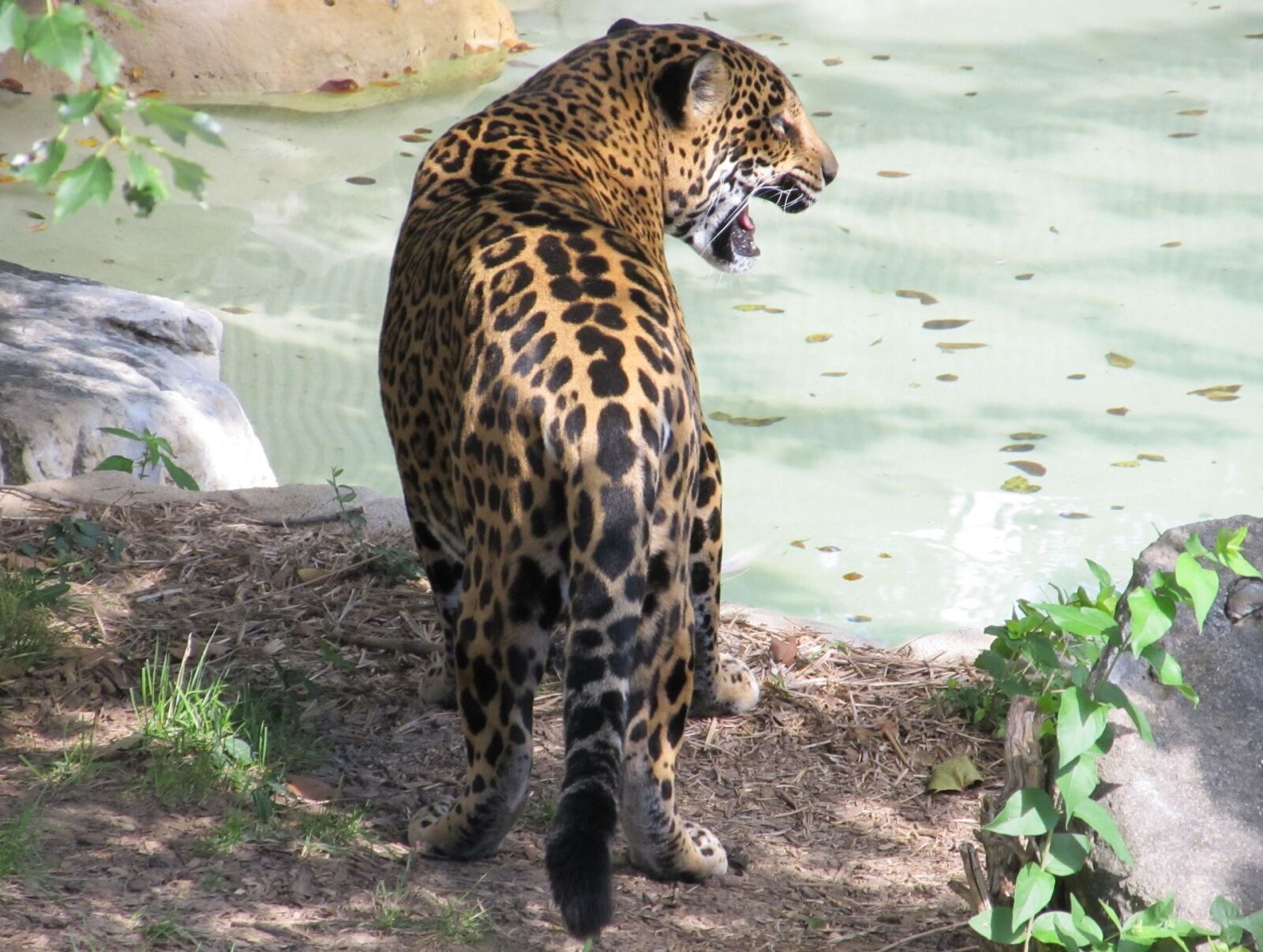 Canon PowerShot SX130 IS sample photo. Jaguar, big cat, feline photography