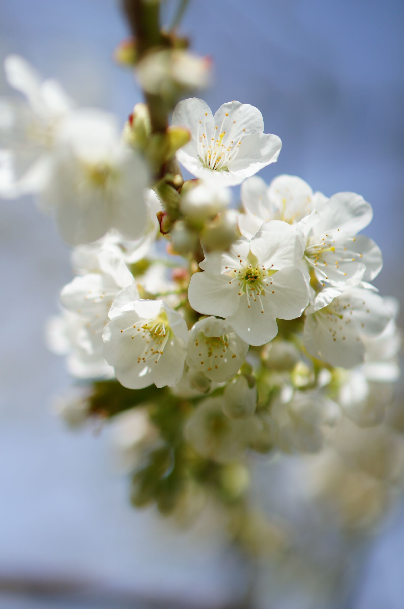 Sony Alpha NEX-6 + E 50mm F1.8 OSS sample photo. Apple tree, flower, spring photography