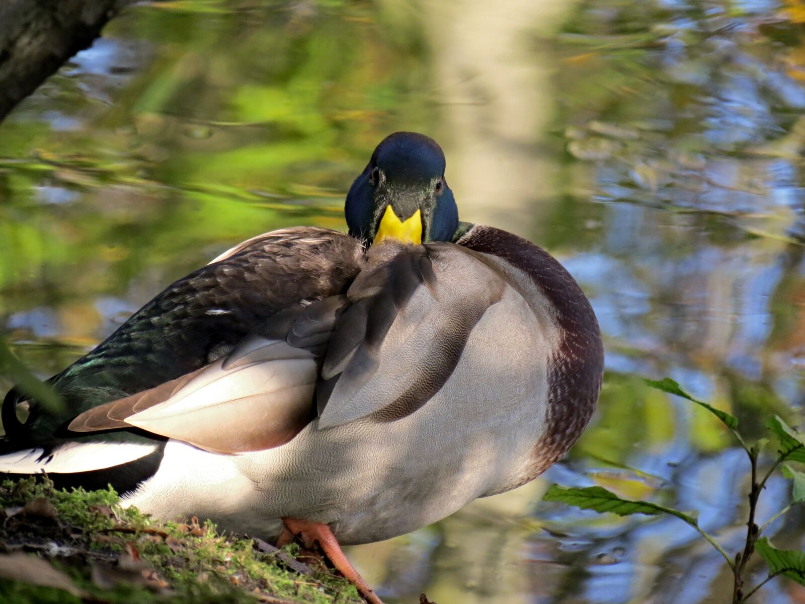 Canon PowerShot SX40 HS sample photo. Duck, nap, drake photography