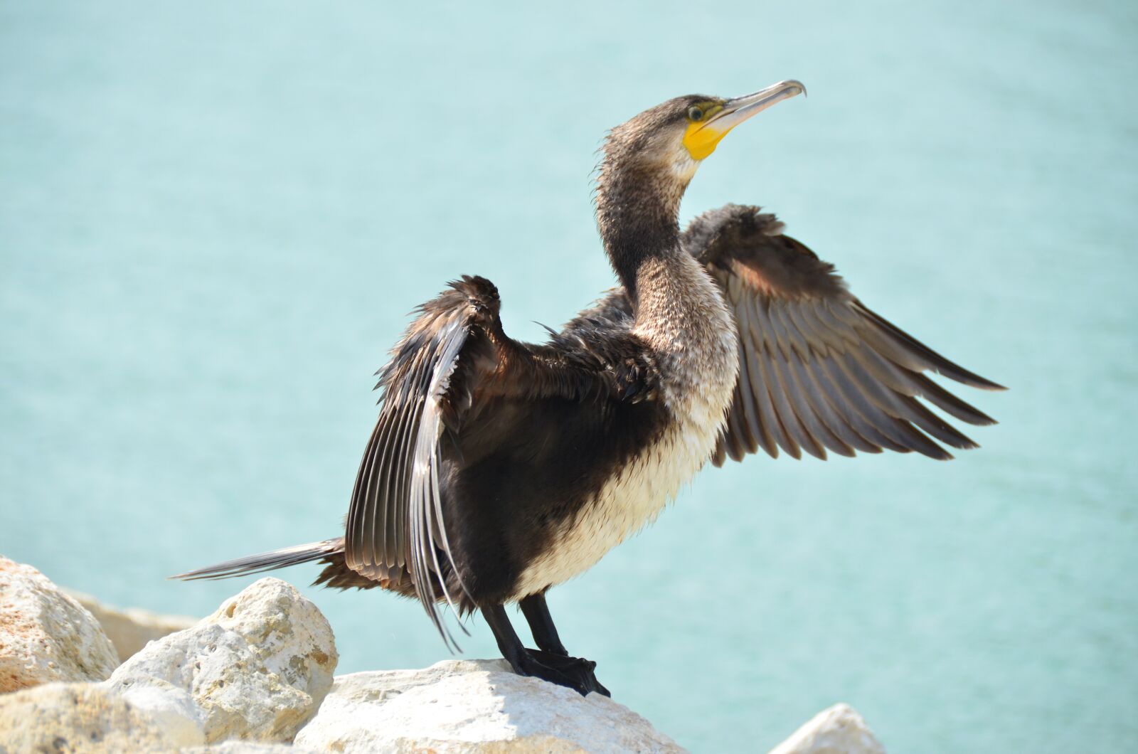 Nikon D7000 sample photo. Kerguelen shag, cormorant, sea photography