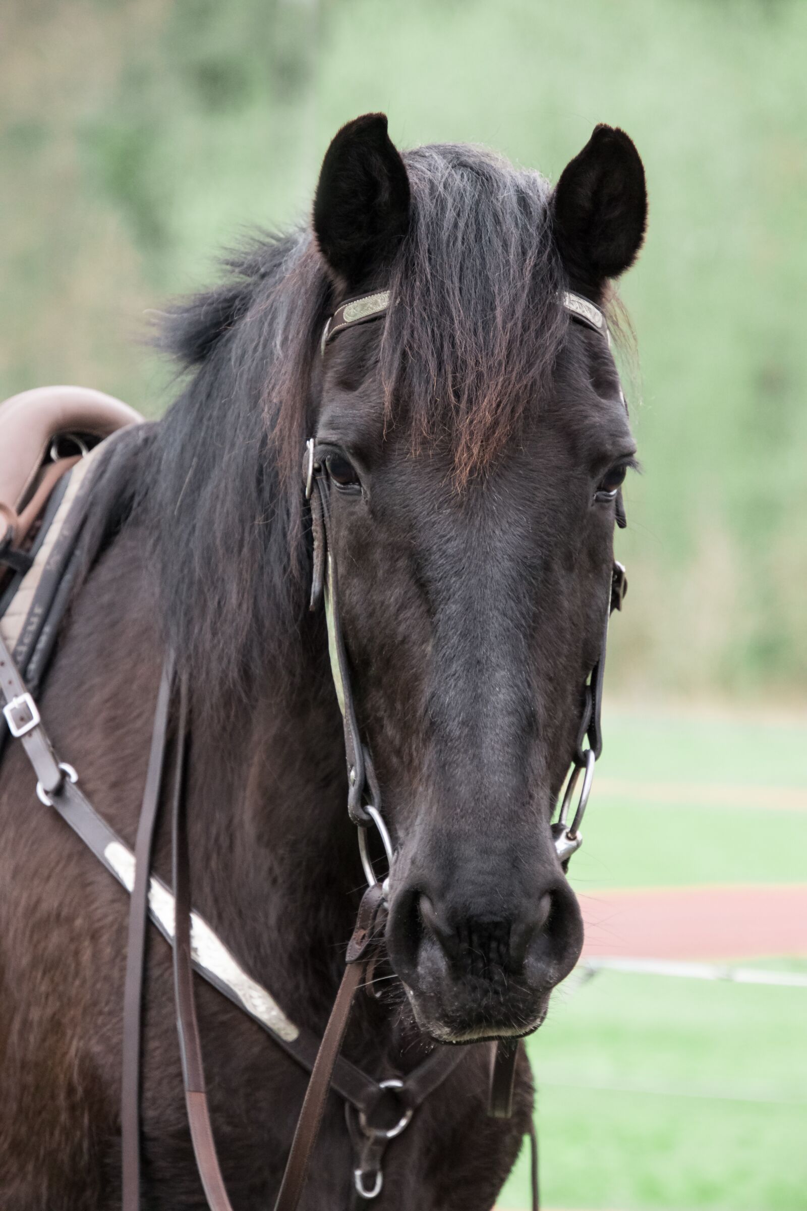 Nikon D3300 sample photo. Horse, animal, rap photography