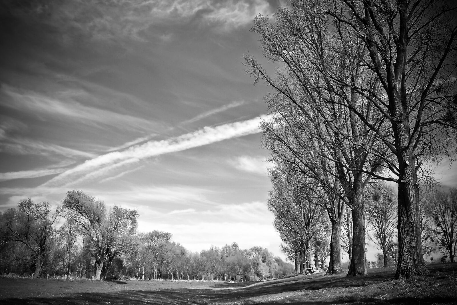 Olympus OM-D E-M10 sample photo. Landscape, meadowlands, trees photography