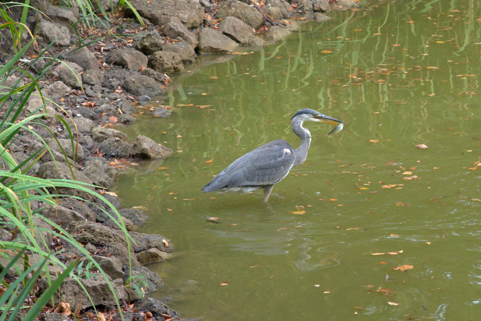Sony a7 II sample photo. Grey heron, heron, fish photography