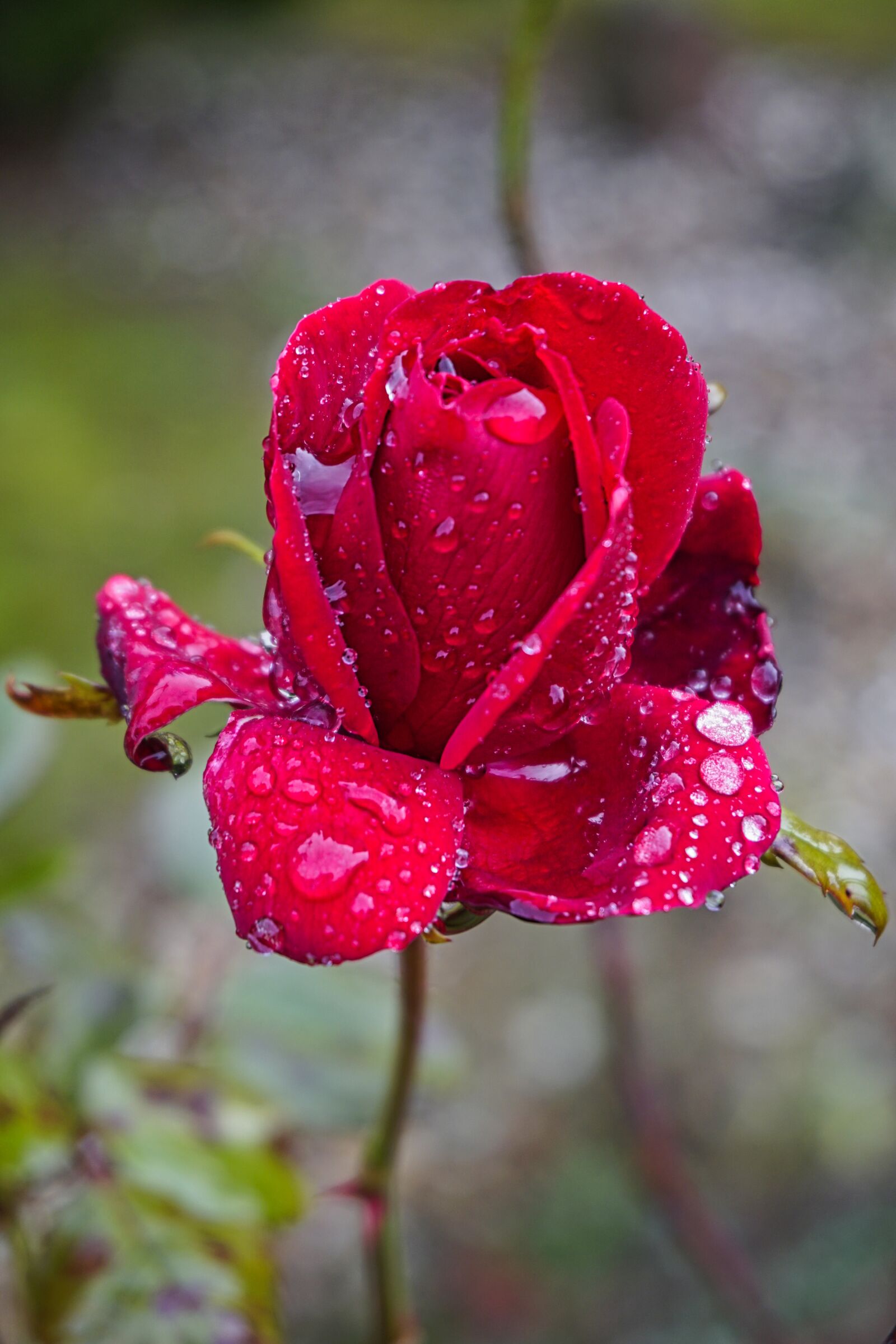 Sony a6500 sample photo. Rose, rain, rainy photography