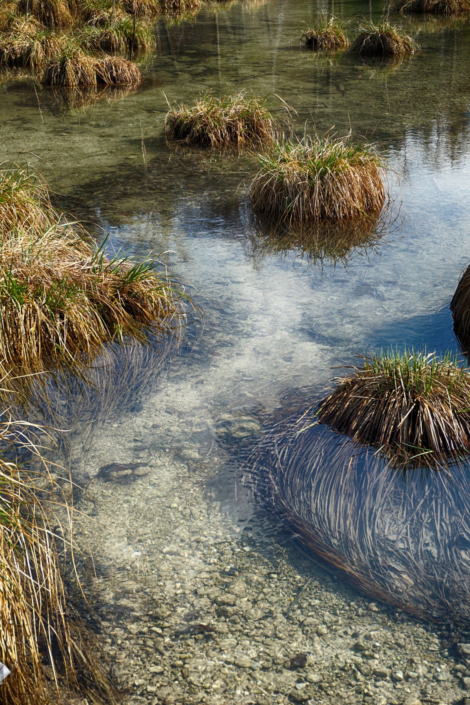 Sony a5100 sample photo. Water, grass, swampy photography