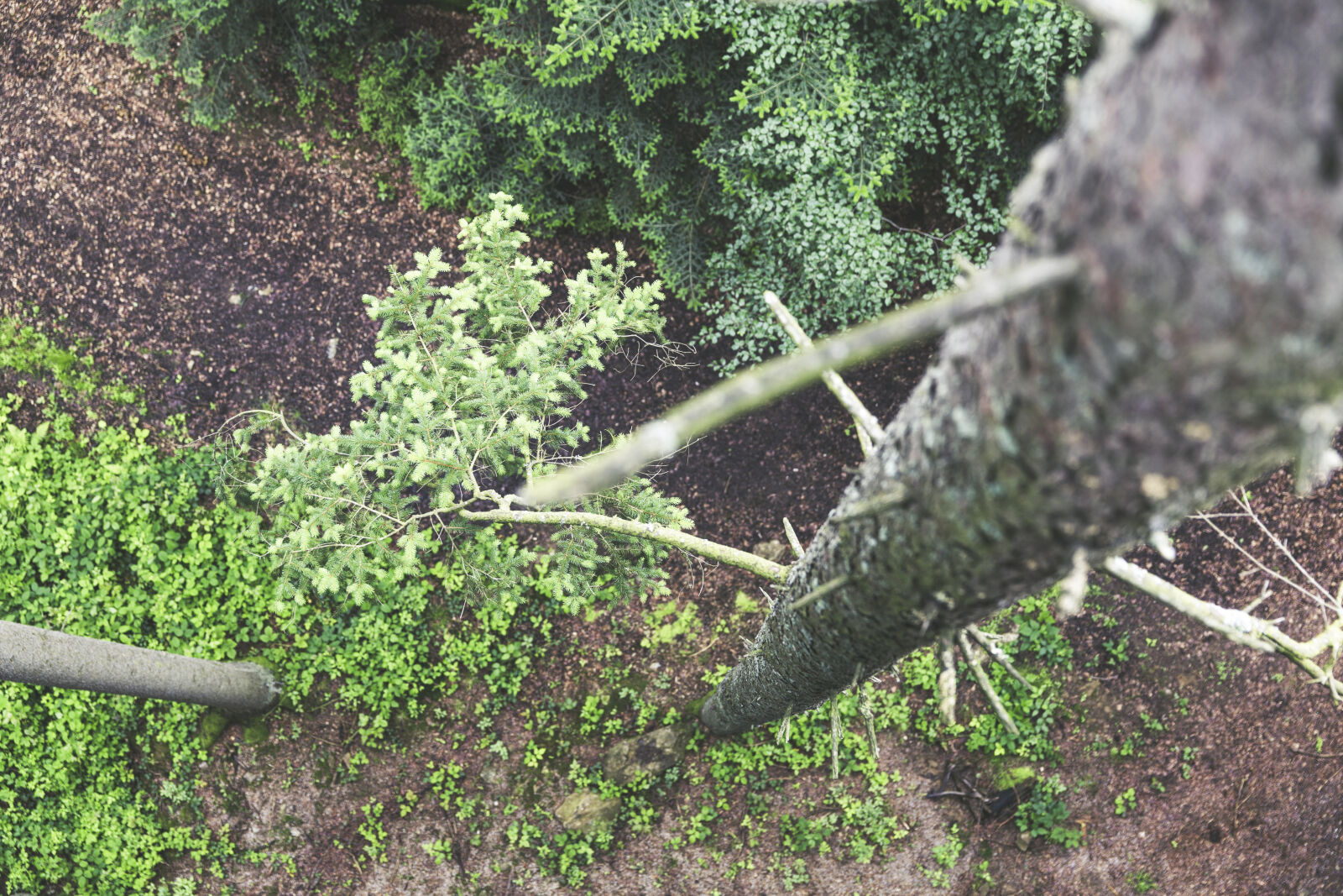 Canon EF 24-70mm F2.8L II USM sample photo. Nature, forest, trees, branches photography