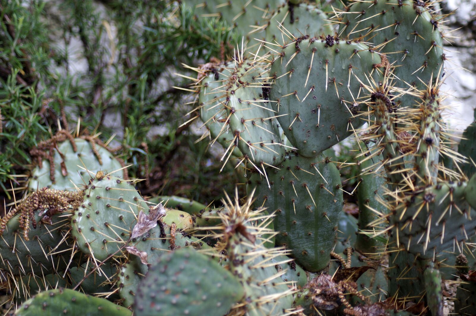 Sony SLT-A58 sample photo. Succulenten, cactus, succulent photography