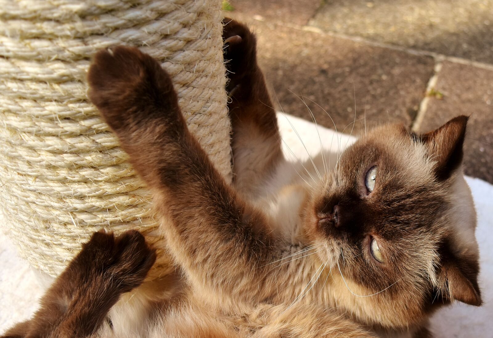Nikon D7200 sample photo. British shorthair, cat, kratzbaum photography