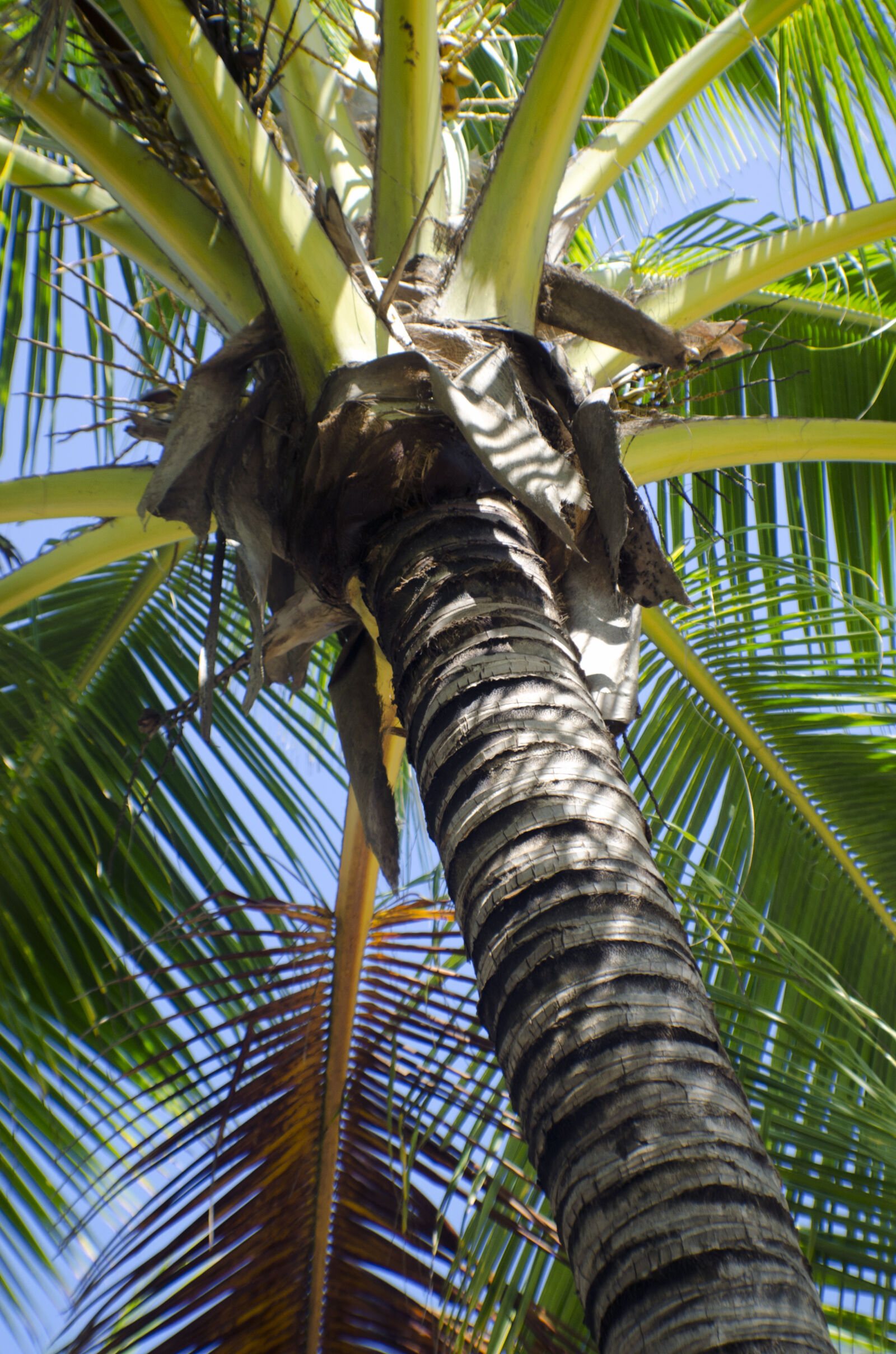 Nikon D5100 sample photo. Azul, beach, blue, green photography