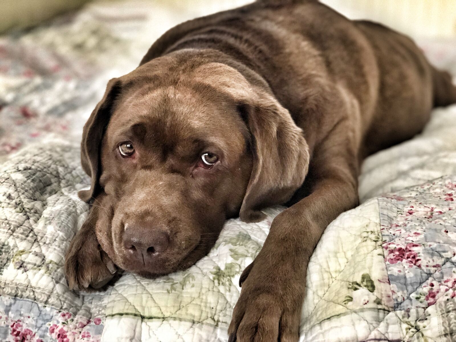 iPhone 8 Plus back dual camera 6.6mm f/2.8 sample photo. Dog, cute, sleepy photography
