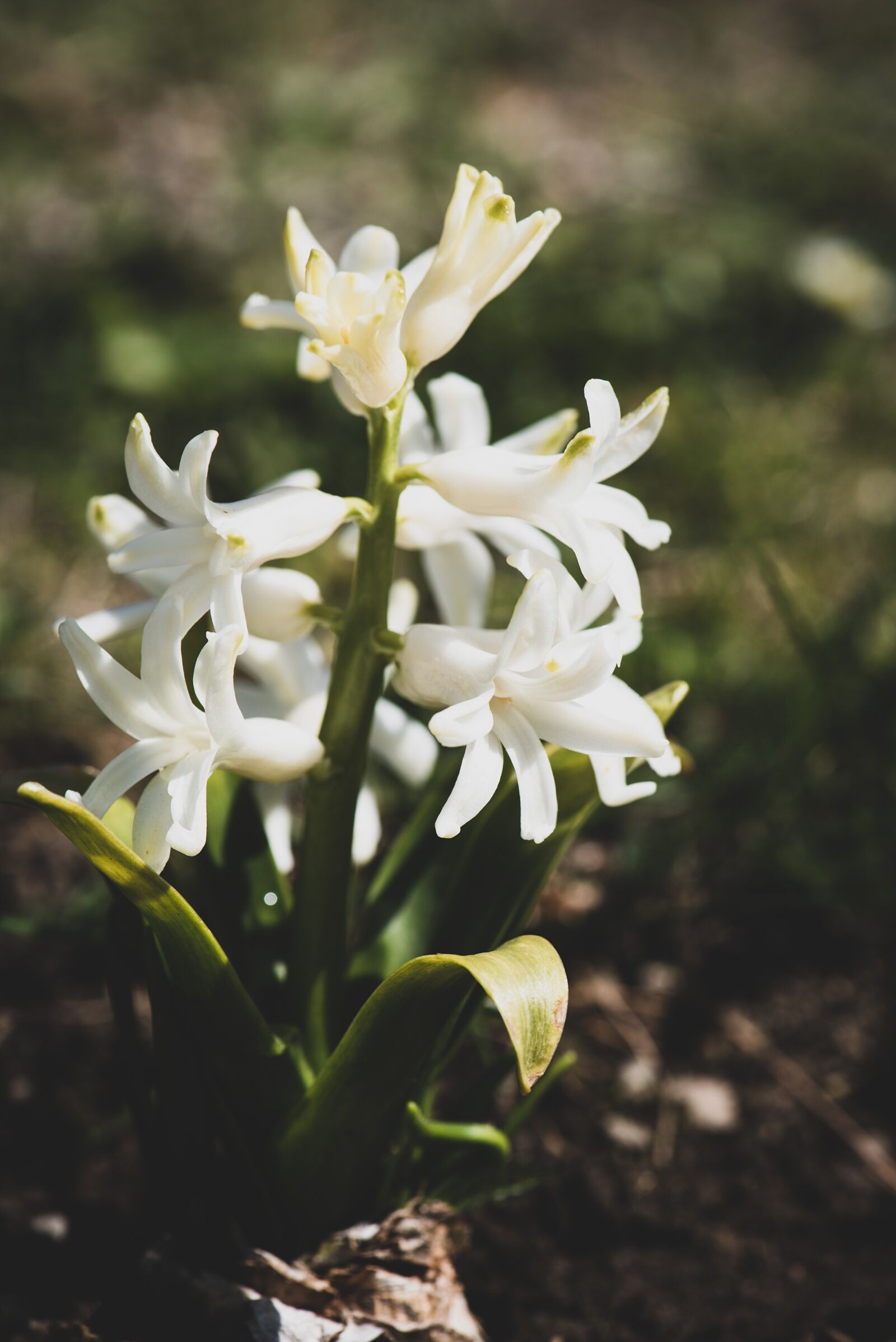 Nikon D750 sample photo. Hyacinth, white, garden photography