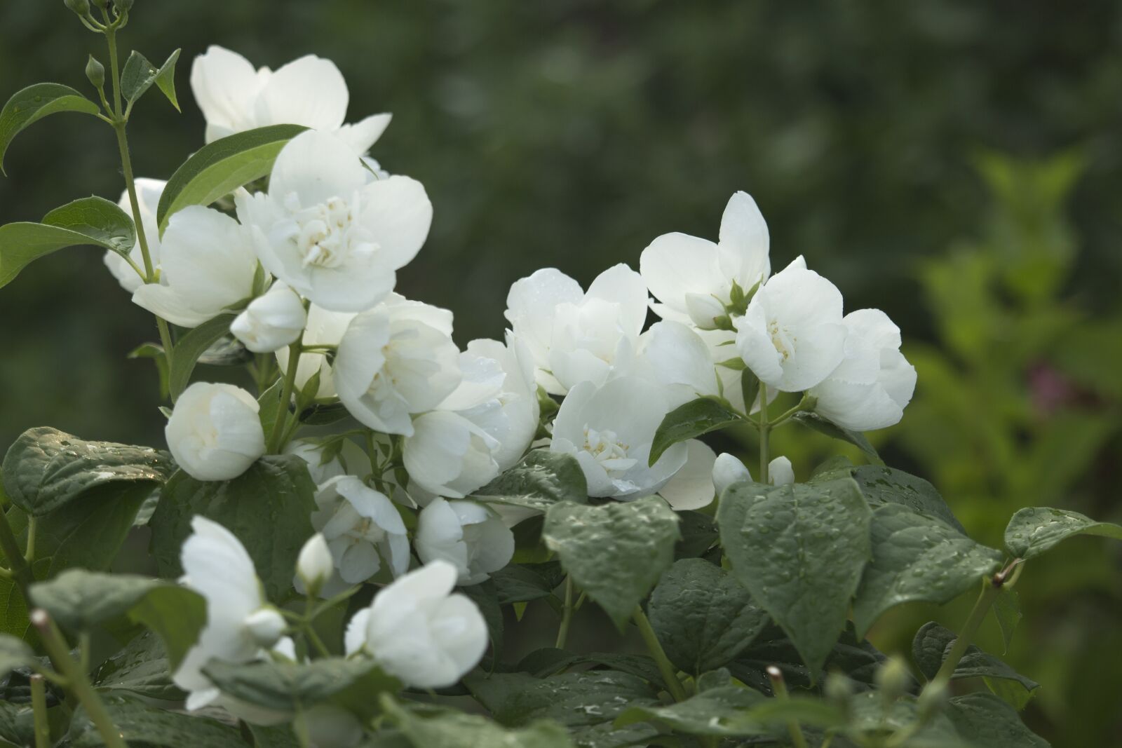 Canon EOS 700D (EOS Rebel T5i / EOS Kiss X7i) sample photo. Jasmine, flowers, summer photography