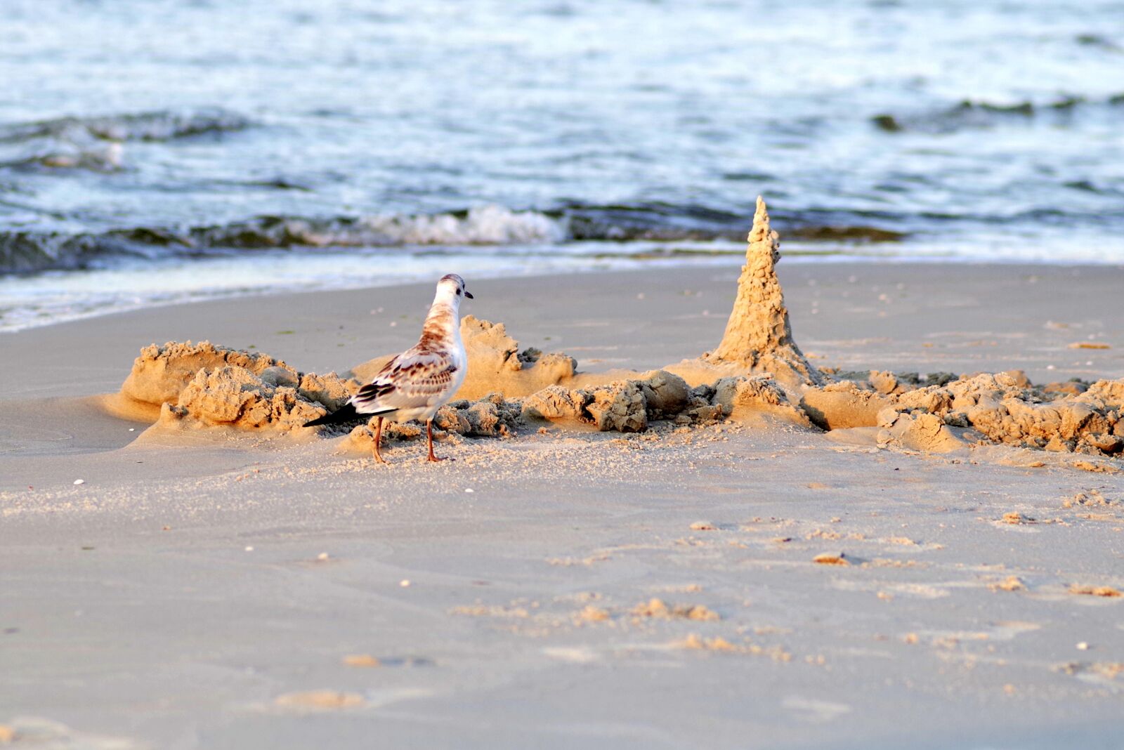 Pentax K-S2 sample photo. Seagull, white, bird photography