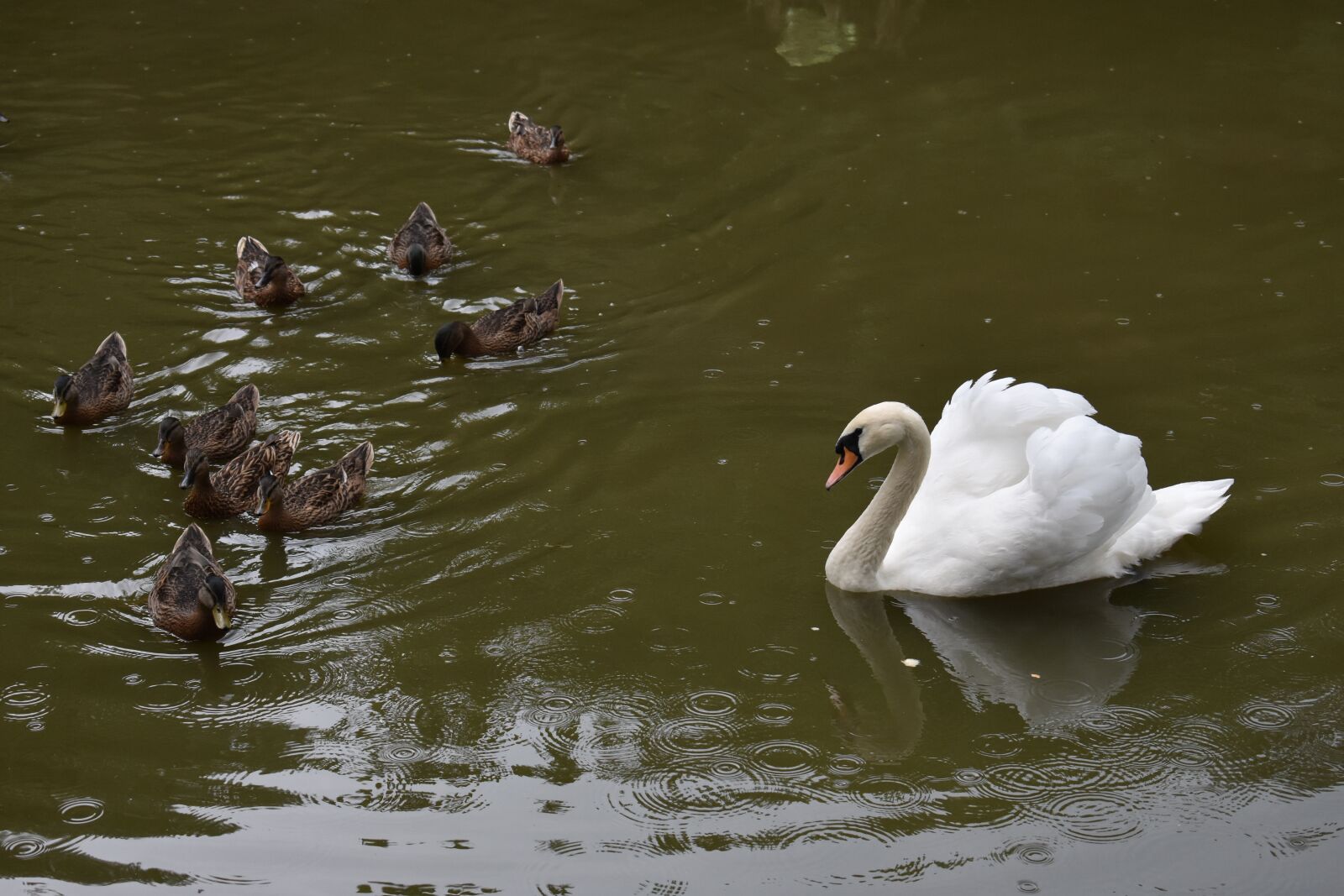Nikon D3400 sample photo. Swan, white, duck photography