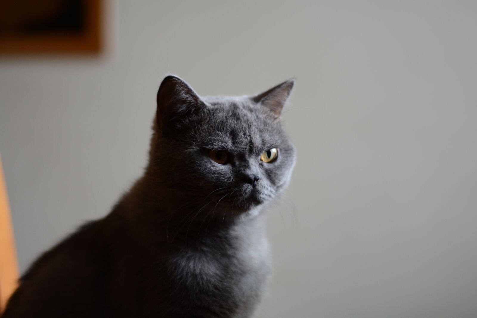 Nikon D7100 sample photo. Cat, animal, cute photography