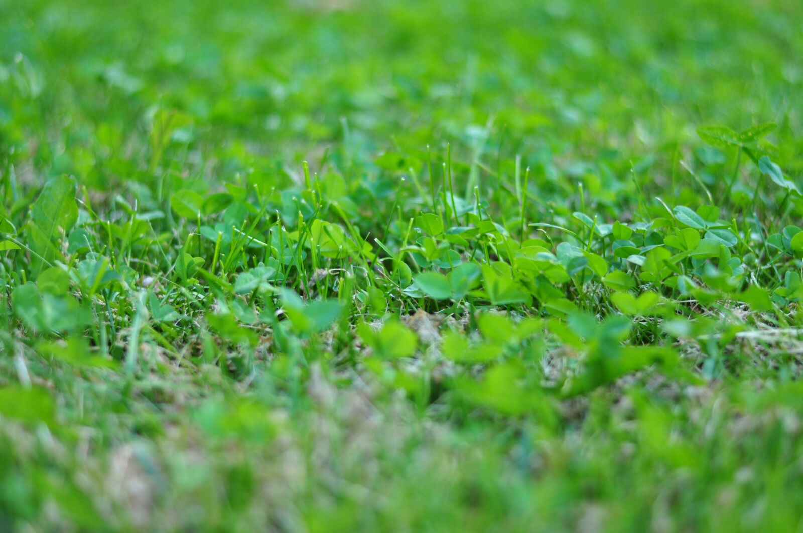Nikon D5000 sample photo. Garden, plant, grass, green photography