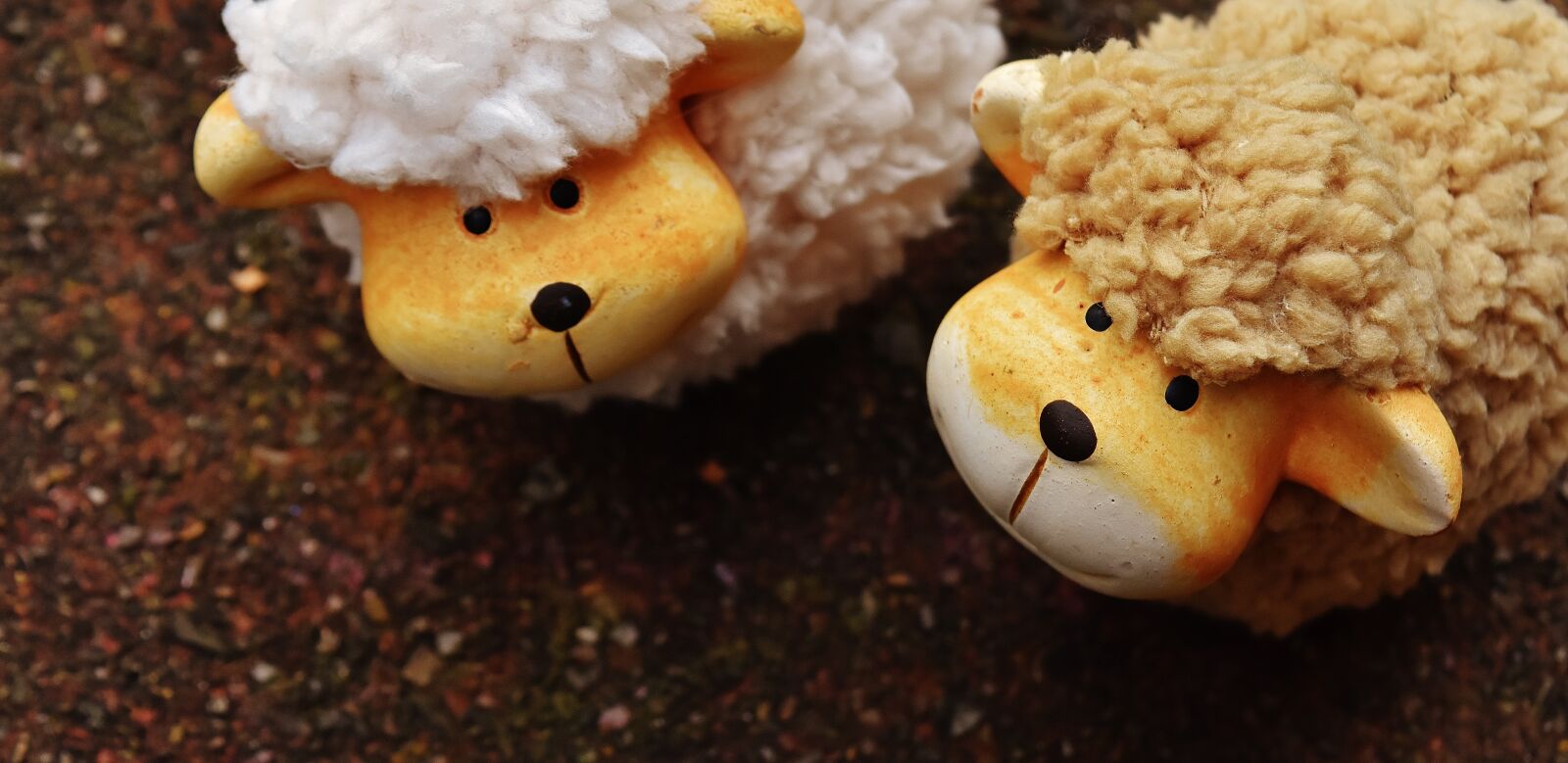 Nikon D7200 sample photo. Sheep, animals, deco photography