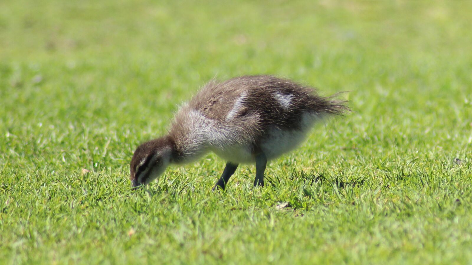 Canon EOS 700D (EOS Rebel T5i / EOS Kiss X7i) sample photo. Australian wood duck, duck photography