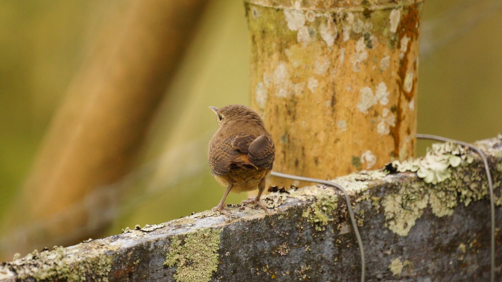 Sony SLT-A55 (SLT-A55V) + Sony 500mm F8 Reflex sample photo. Nature, birds, guatica photography
