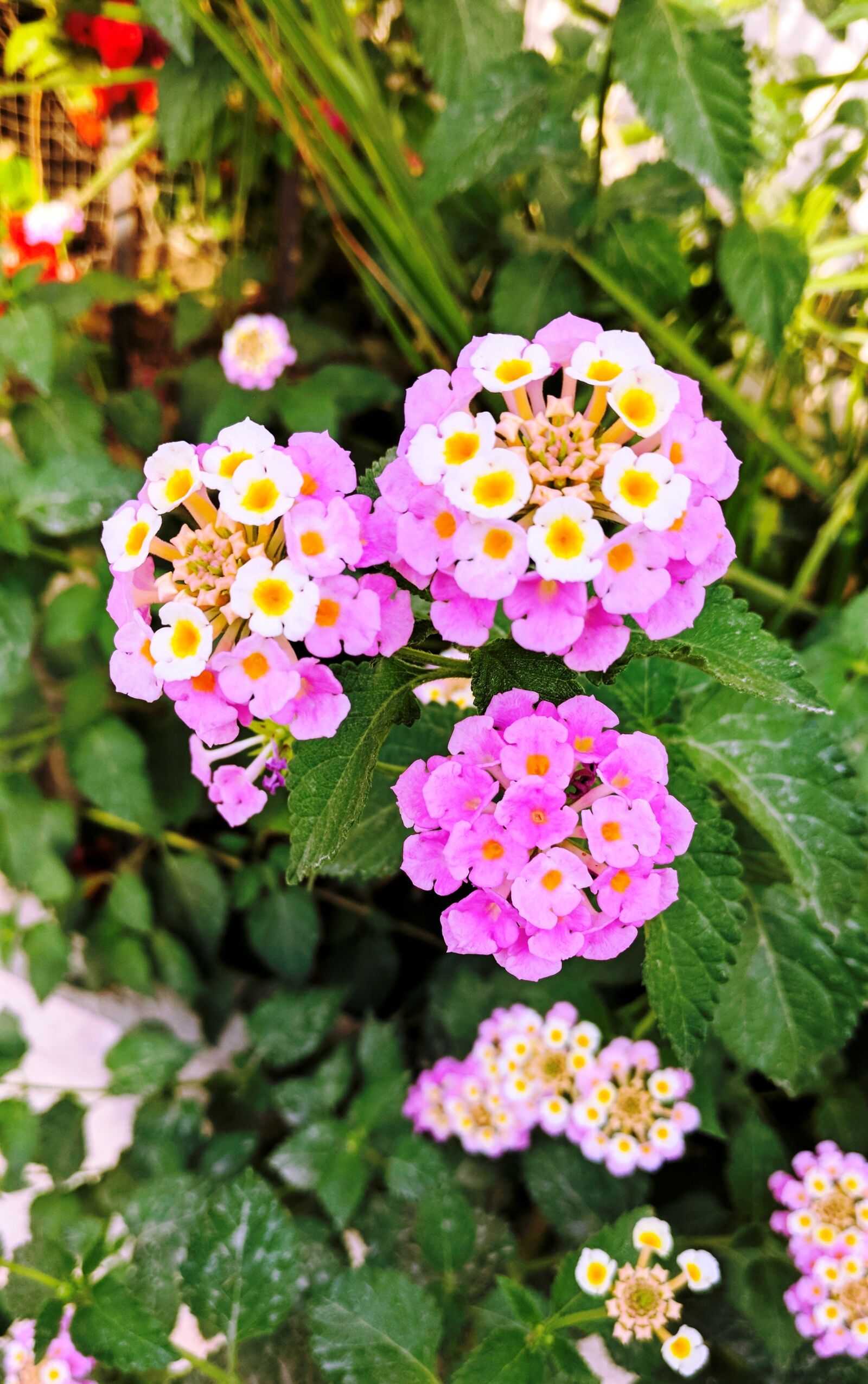 OnePlus A3003 sample photo. Lantana, camara, nature photography