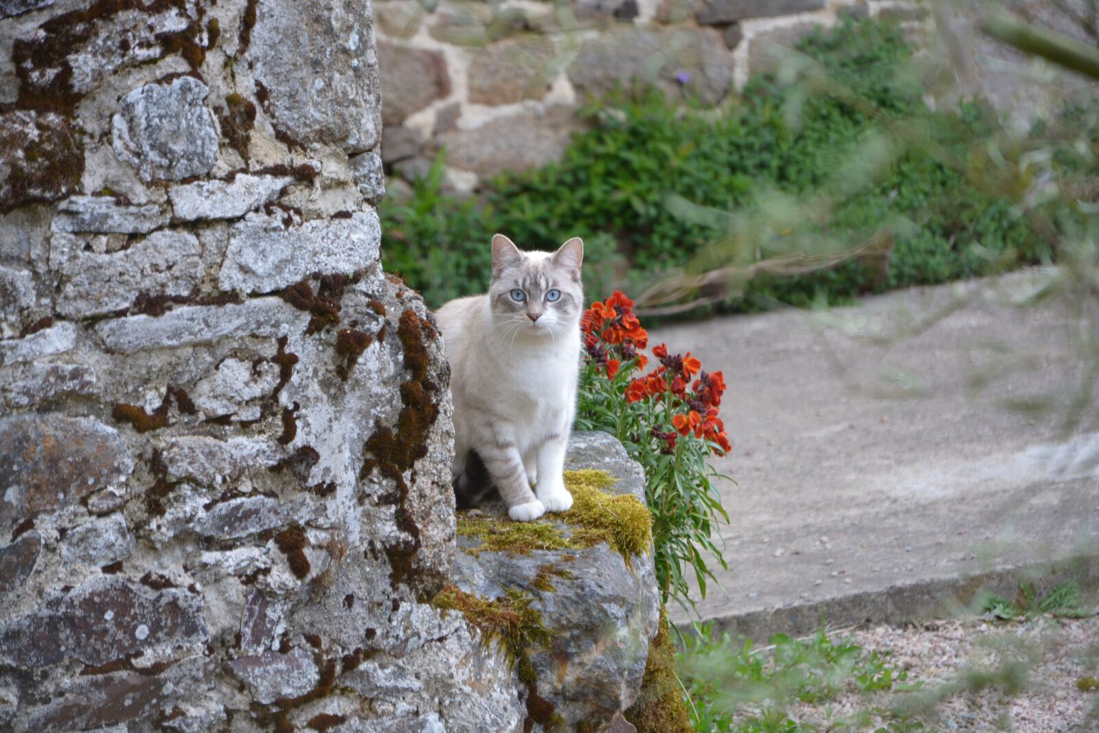 Nikon D5200 sample photo. Cat, cat blue eyes photography
