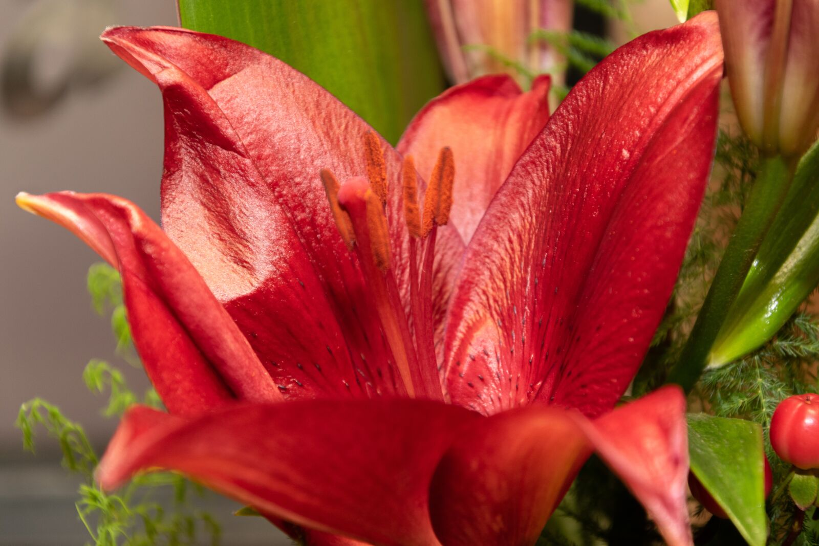 Nikon D3300 sample photo. Flower, orchid, blooms at photography