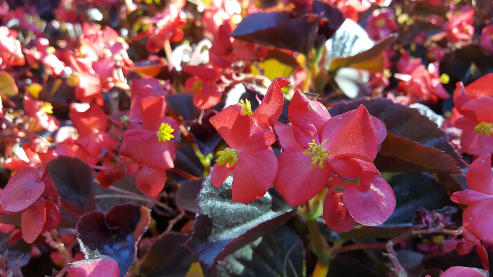 Samsung Galaxy S6 sample photo. Flower, spring, flowers photography