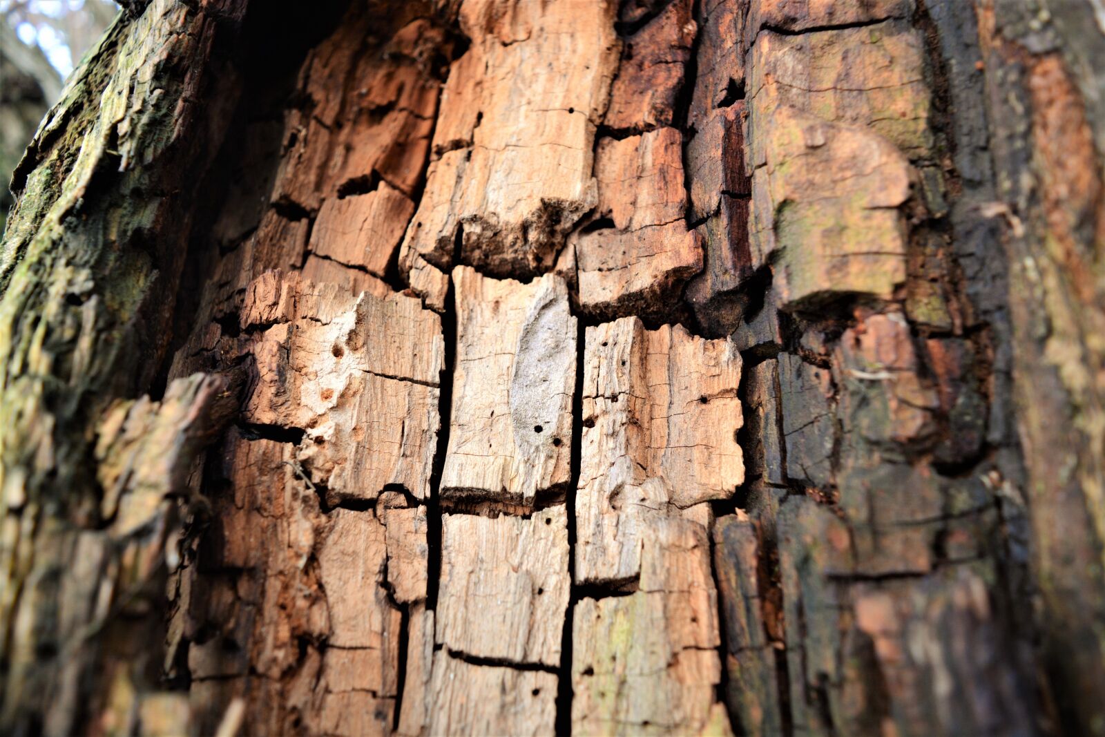 Nikon D5200 sample photo. Bark, tree, texture photography