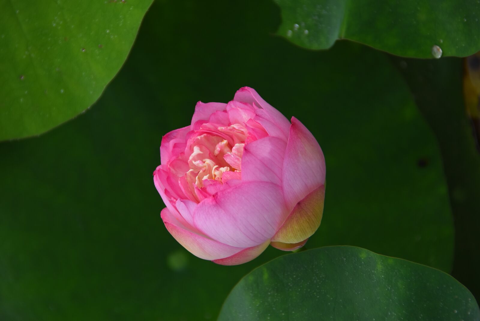 Nikon D7200 sample photo. Lotus flowers, red, blooming photography