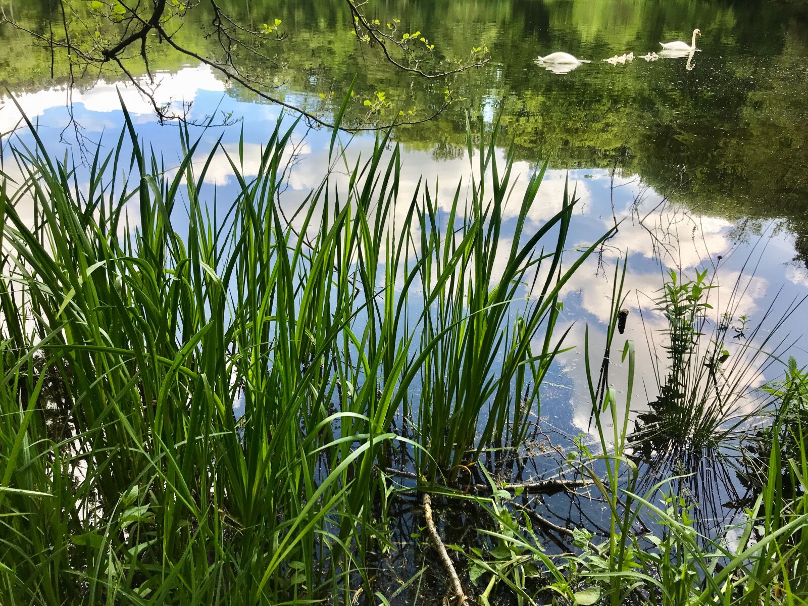 iPhone 7 back camera 3.99mm f/1.8 sample photo. Lake, pond, water photography