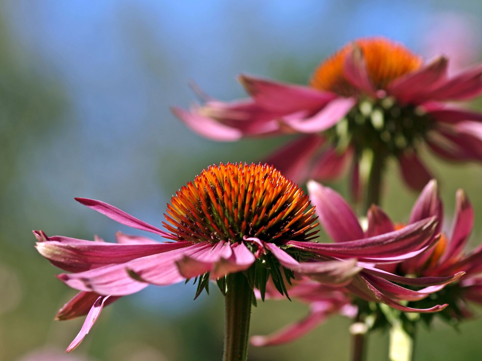 Olympus E-30 sample photo. Echinacea, coneflower, medicinal plant photography