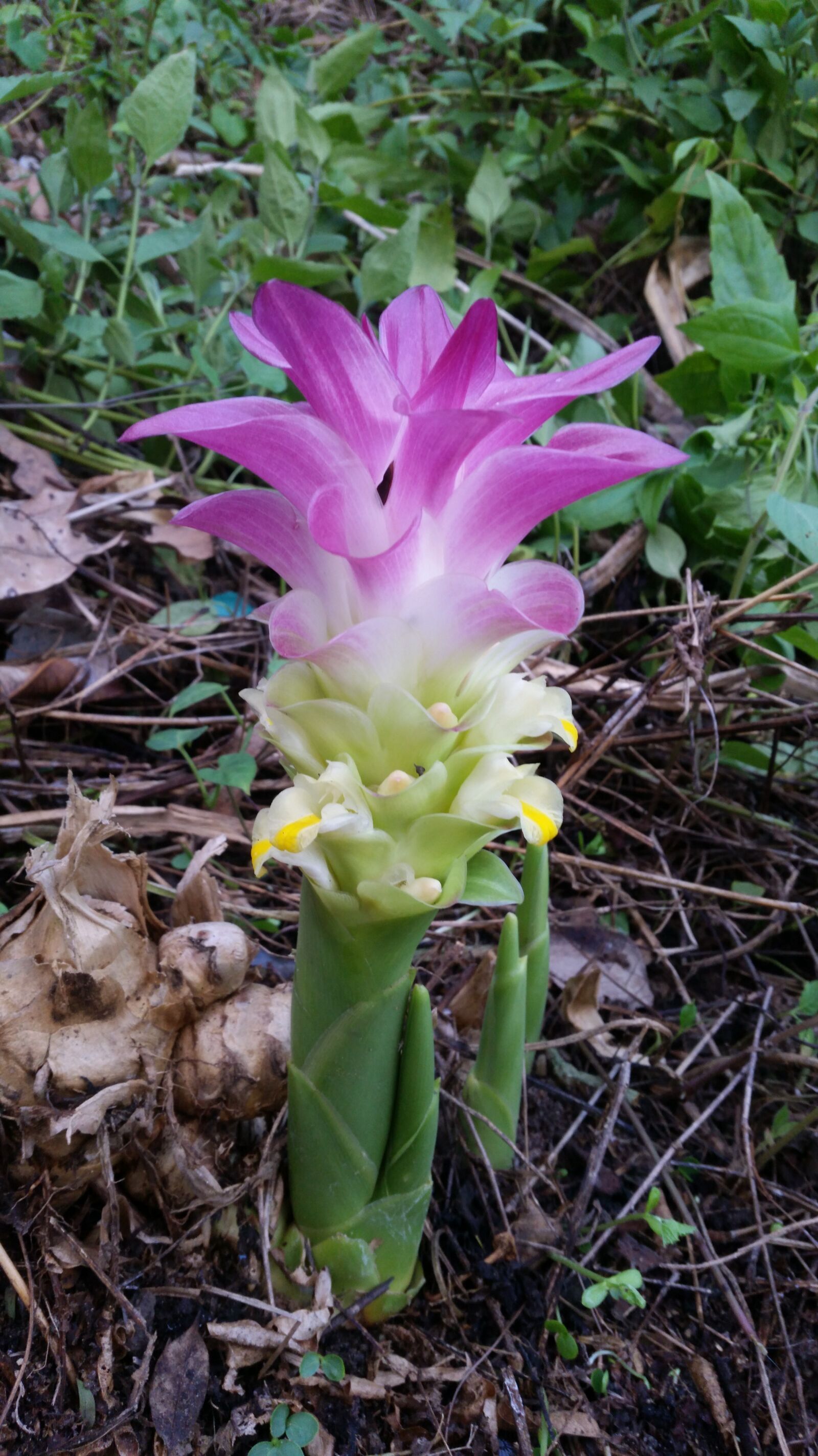 Samsung Galaxy S5 sample photo. Flower, flowers, flowers thailand photography
