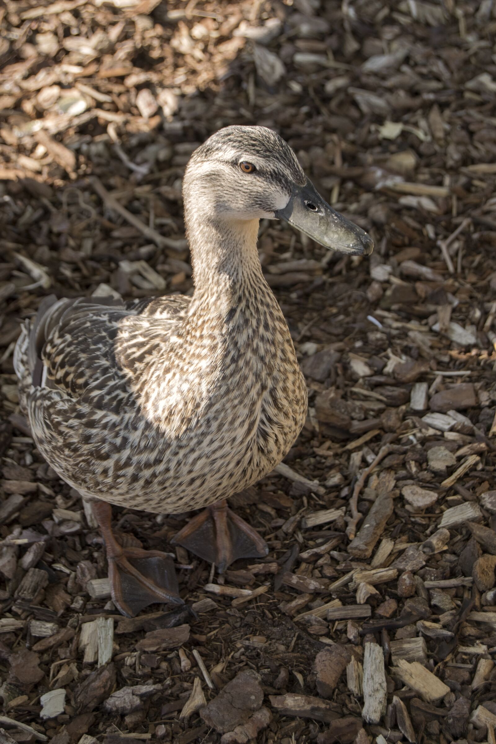 Nikon D3300 sample photo. Duck, bird, female photography