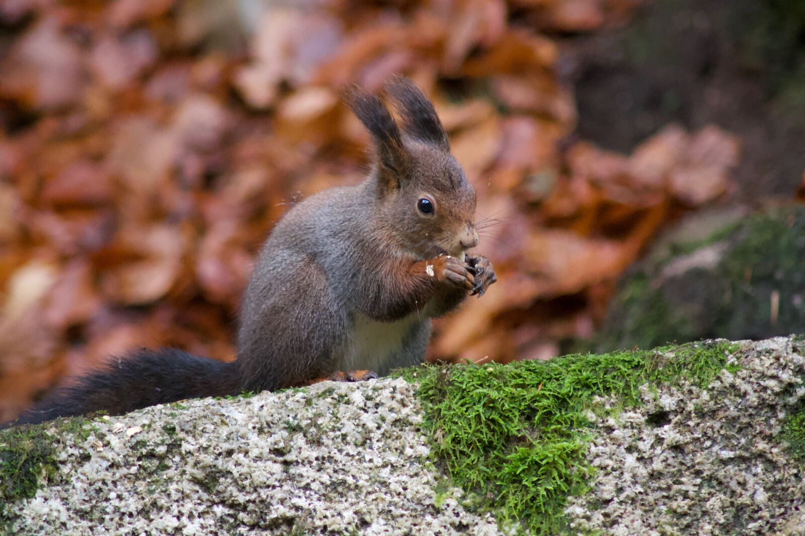 Nikon D3100 sample photo. Nature, animal world, cute photography