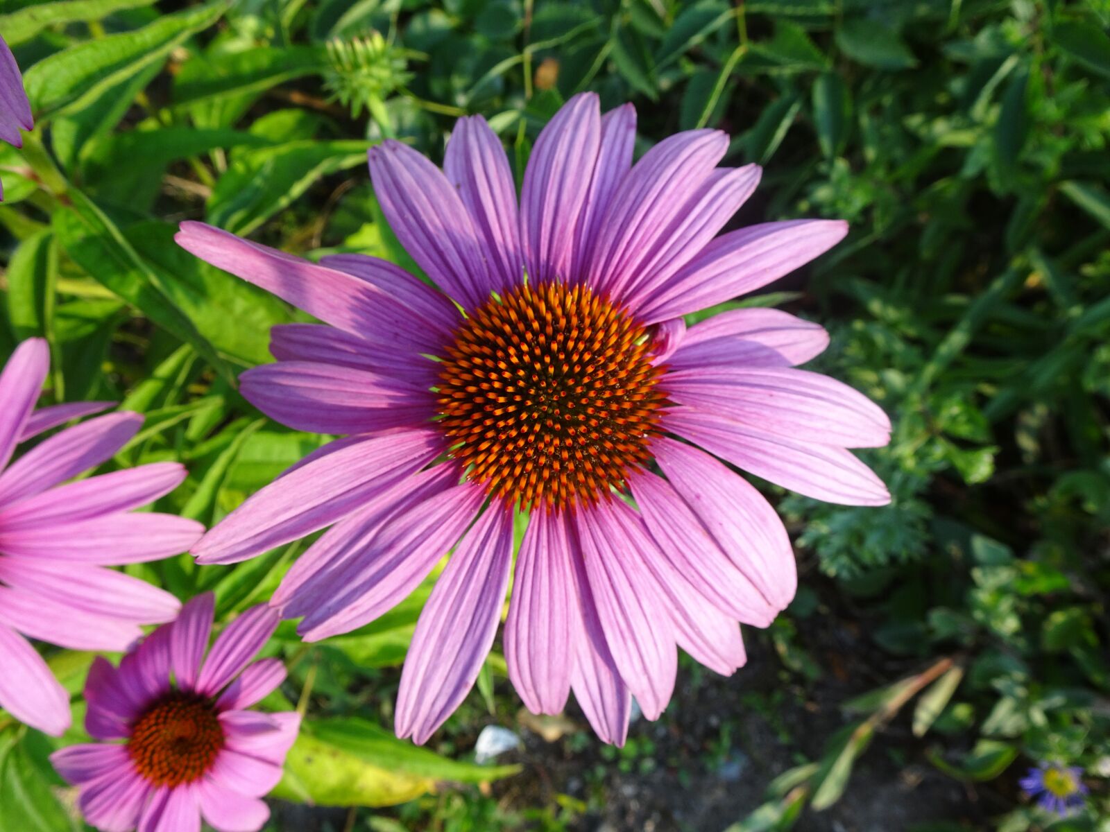 Sony Cyber-shot DSC-HX90V sample photo. Flower, violet, bloom photography