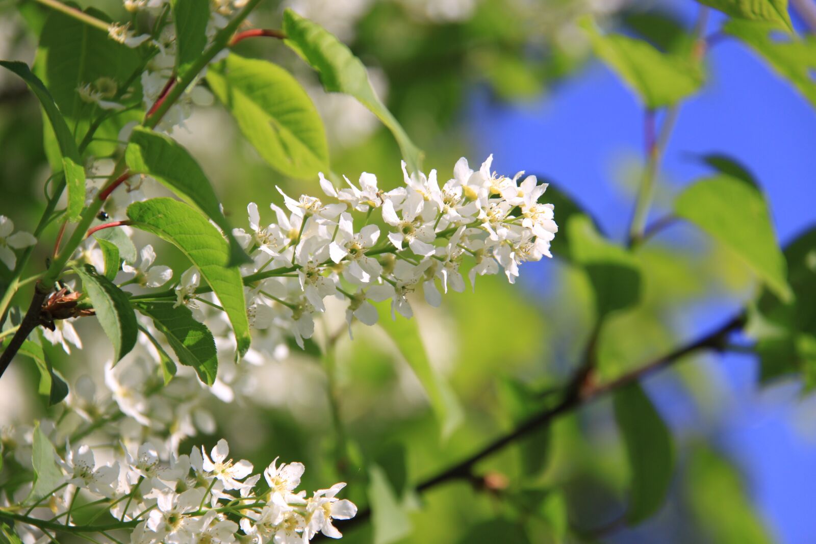 Canon EOS 50D sample photo. Flower, summer, flowers photography
