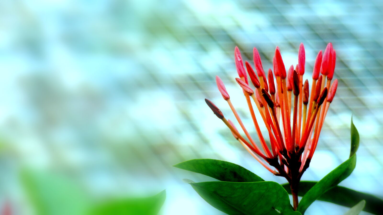 Sony Cyber-shot DSC-HX9V sample photo. Buds photography