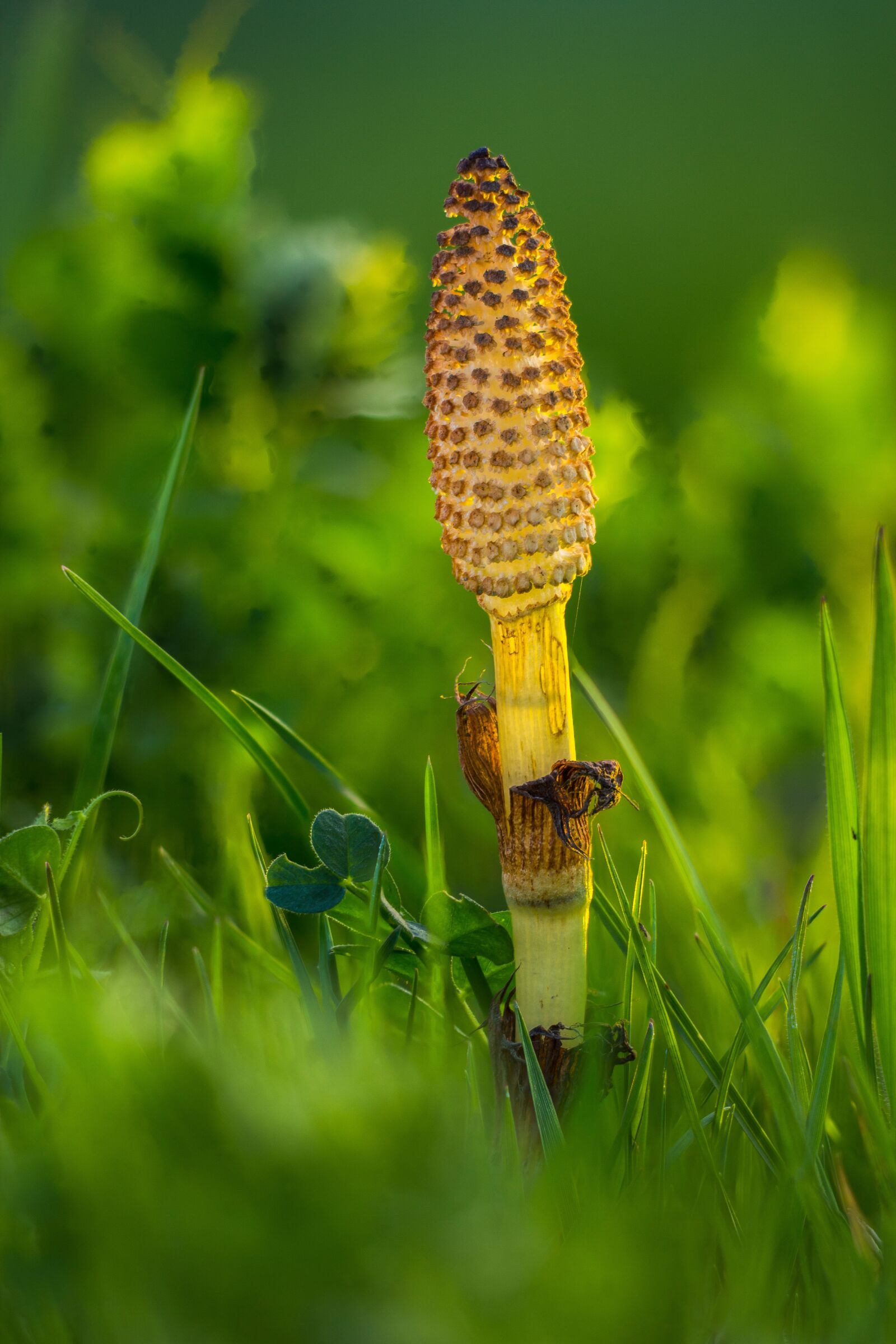 Canon EOS 700D (EOS Rebel T5i / EOS Kiss X7i) sample photo. Horsetail, cattail, equisetum arvense photography