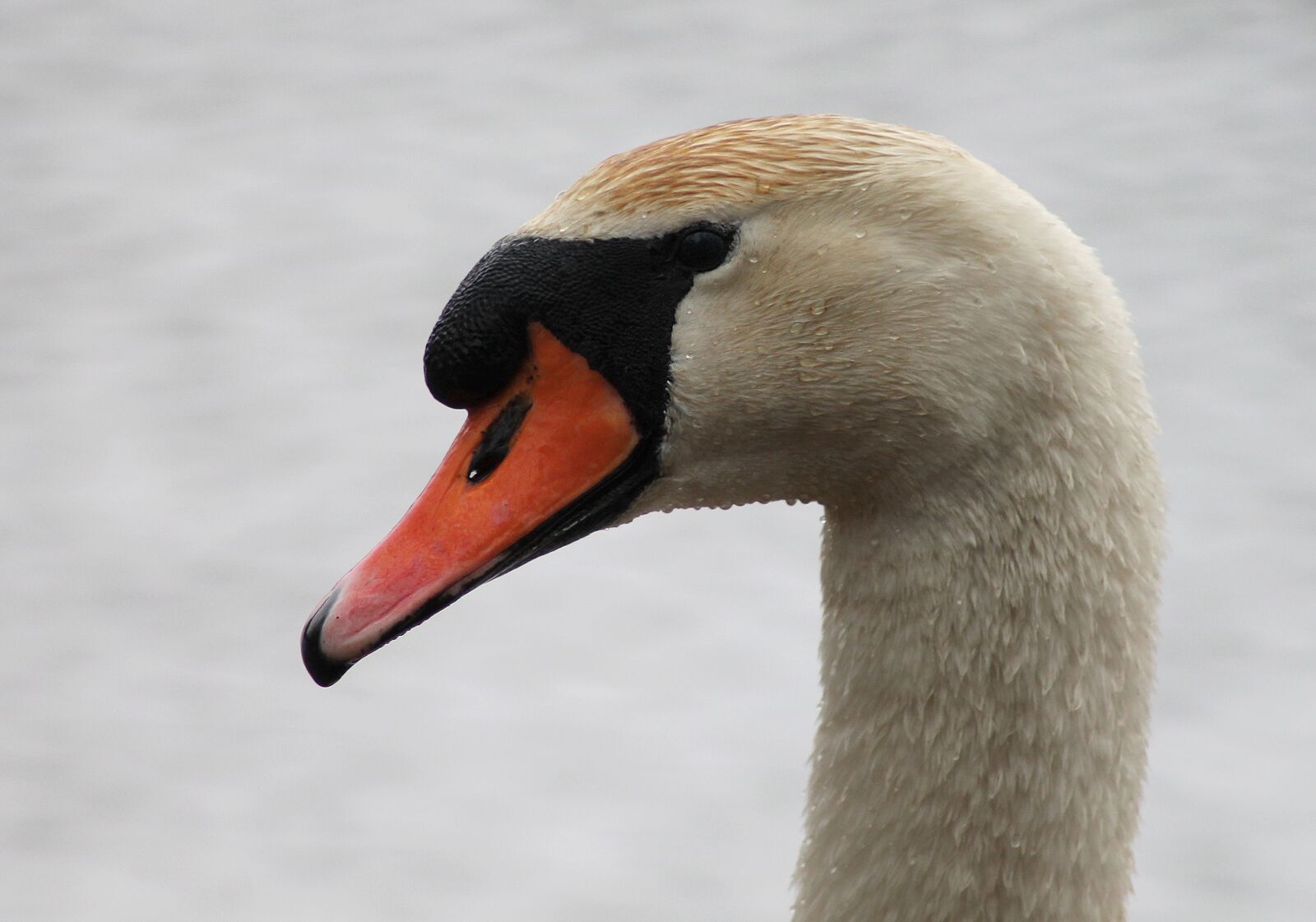 Canon EOS 1100D (EOS Rebel T3 / EOS Kiss X50) sample photo. Swan, he, swimming bird photography