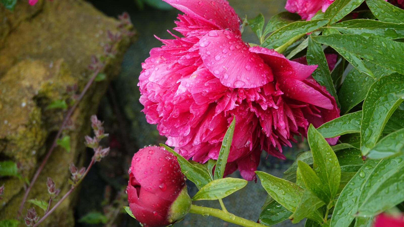 Sony Cyber-shot DSC-RX10 IV sample photo. Peony, open, garden photography