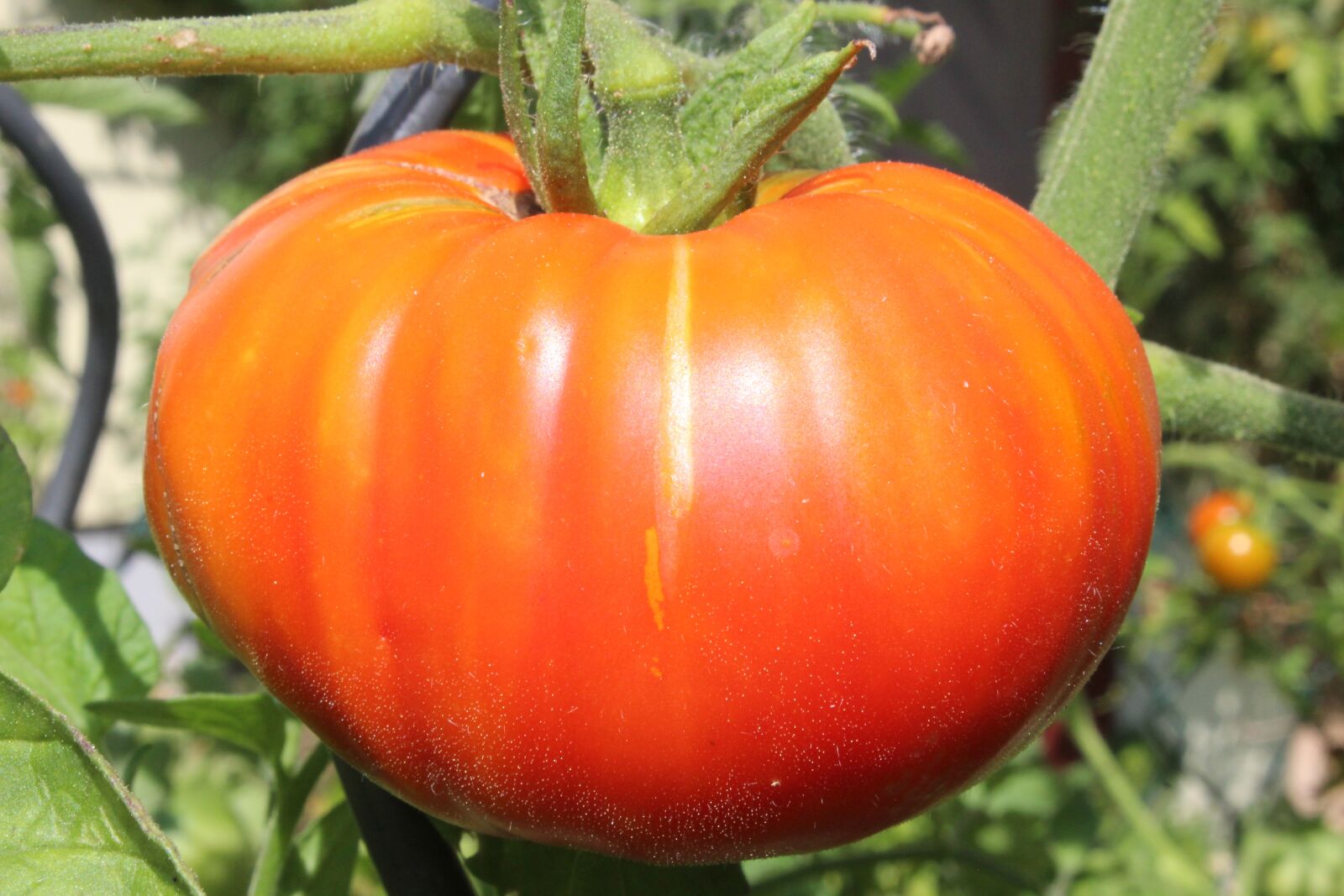 Canon EOS 1300D (EOS Rebel T6 / EOS Kiss X80) sample photo. Tomato, beefsteak tomato, vegetables photography