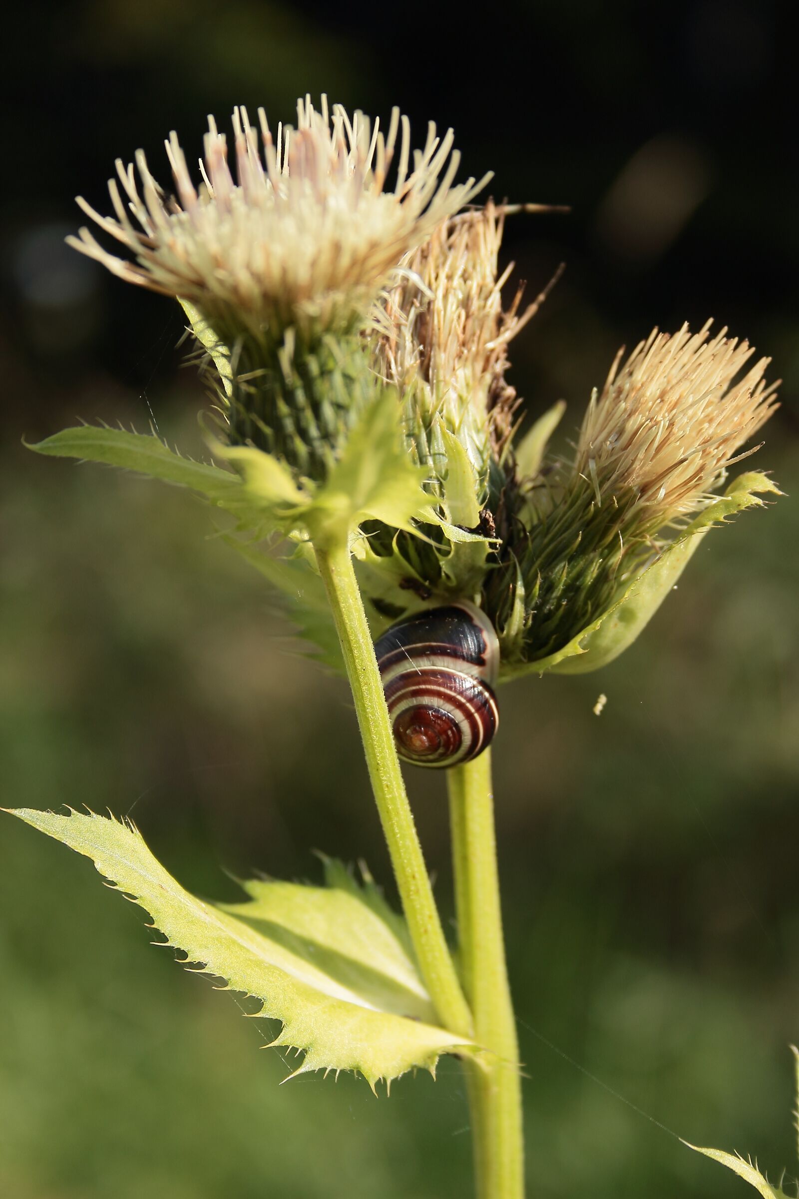 Canon EF-S 18-55mm F3.5-5.6 II sample photo. Thistle, snail, flower photography