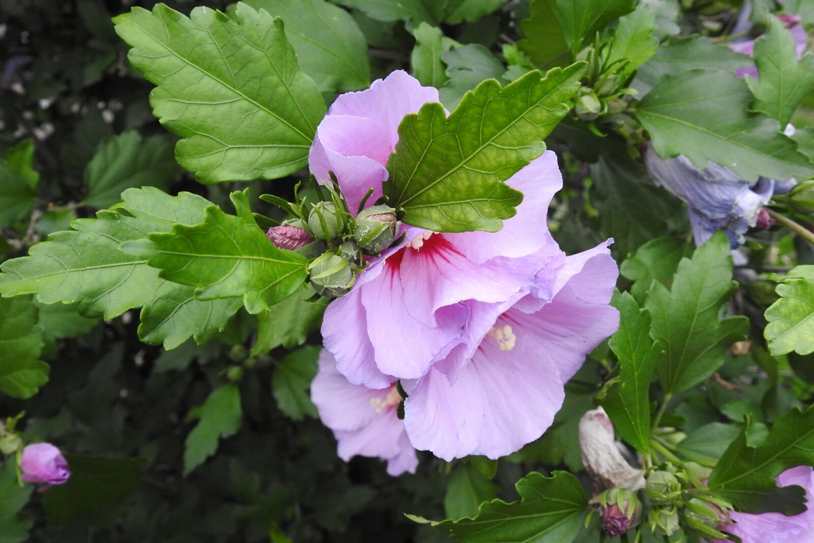 Nikon Coolpix P900 sample photo. Hibiscus, purple flower, nature photography