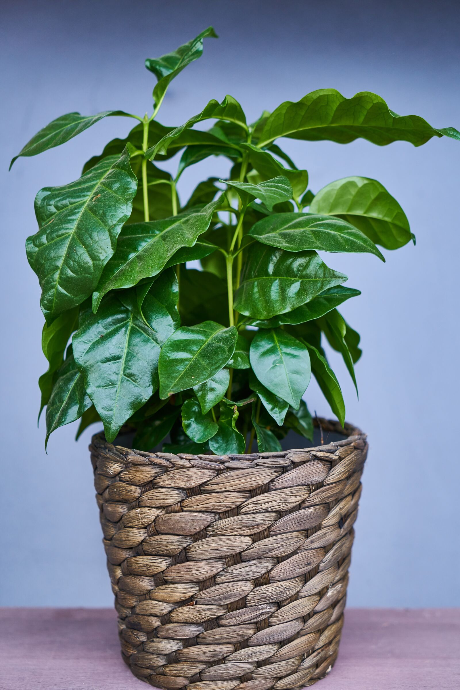 Sony a7R II sample photo. Leaves, plant, nature photography