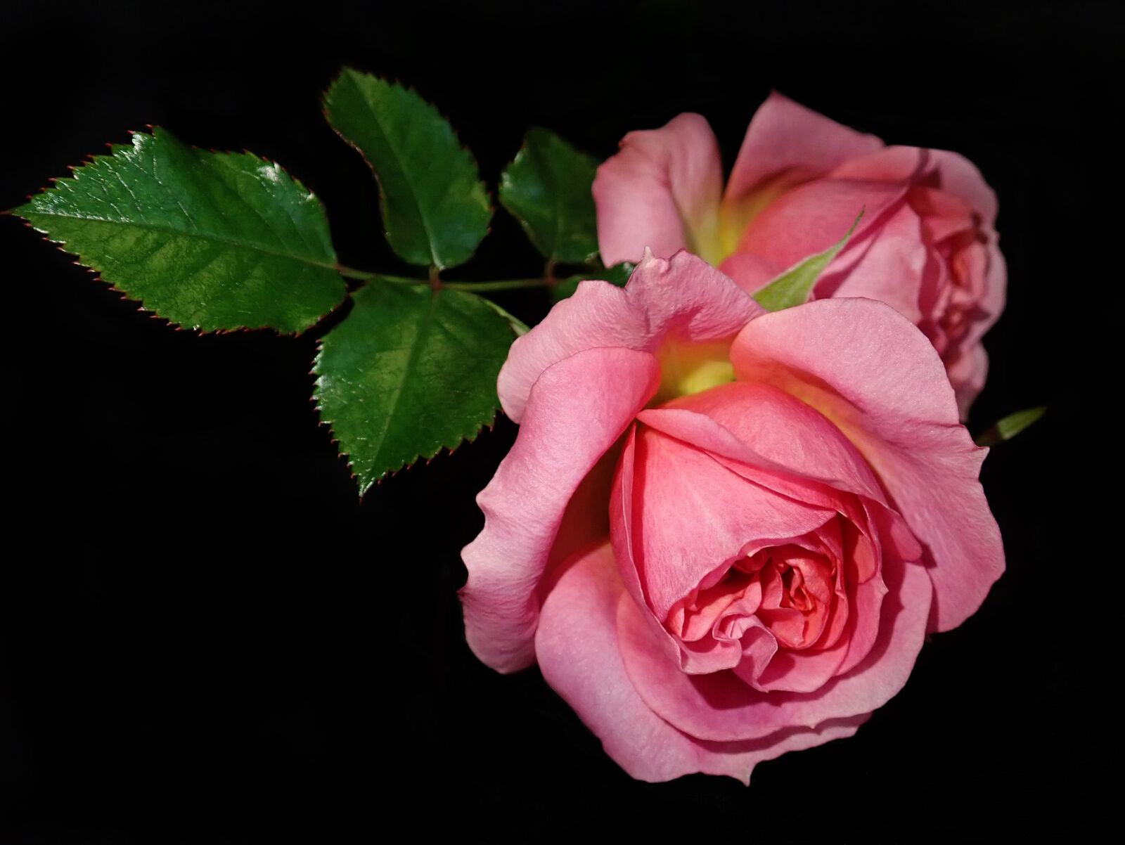 Olympus TG-5 sample photo. Flowers, roses, pink photography