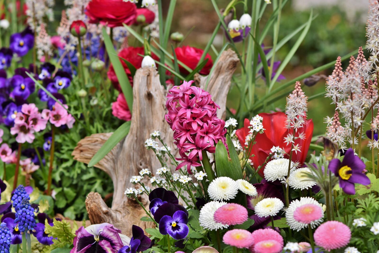 Nikon D7200 sample photo. Hyacinth, flowers, spring flower photography