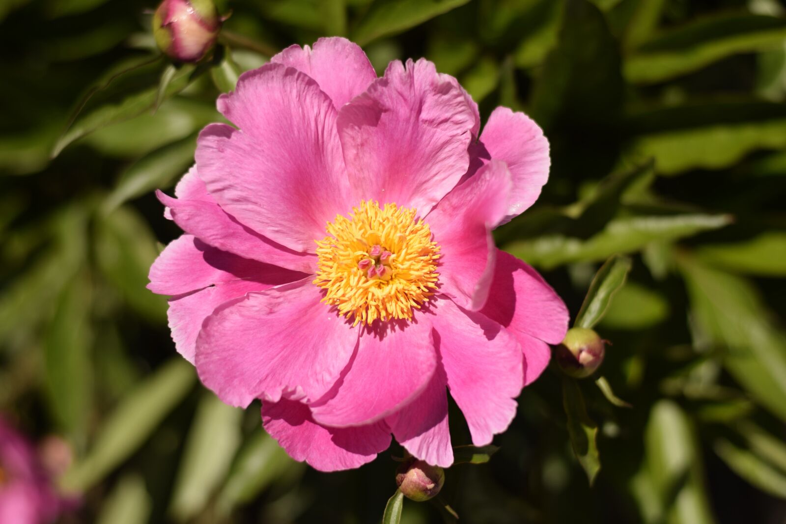 Nikon D3300 sample photo. Peony, pentecost, blossom photography