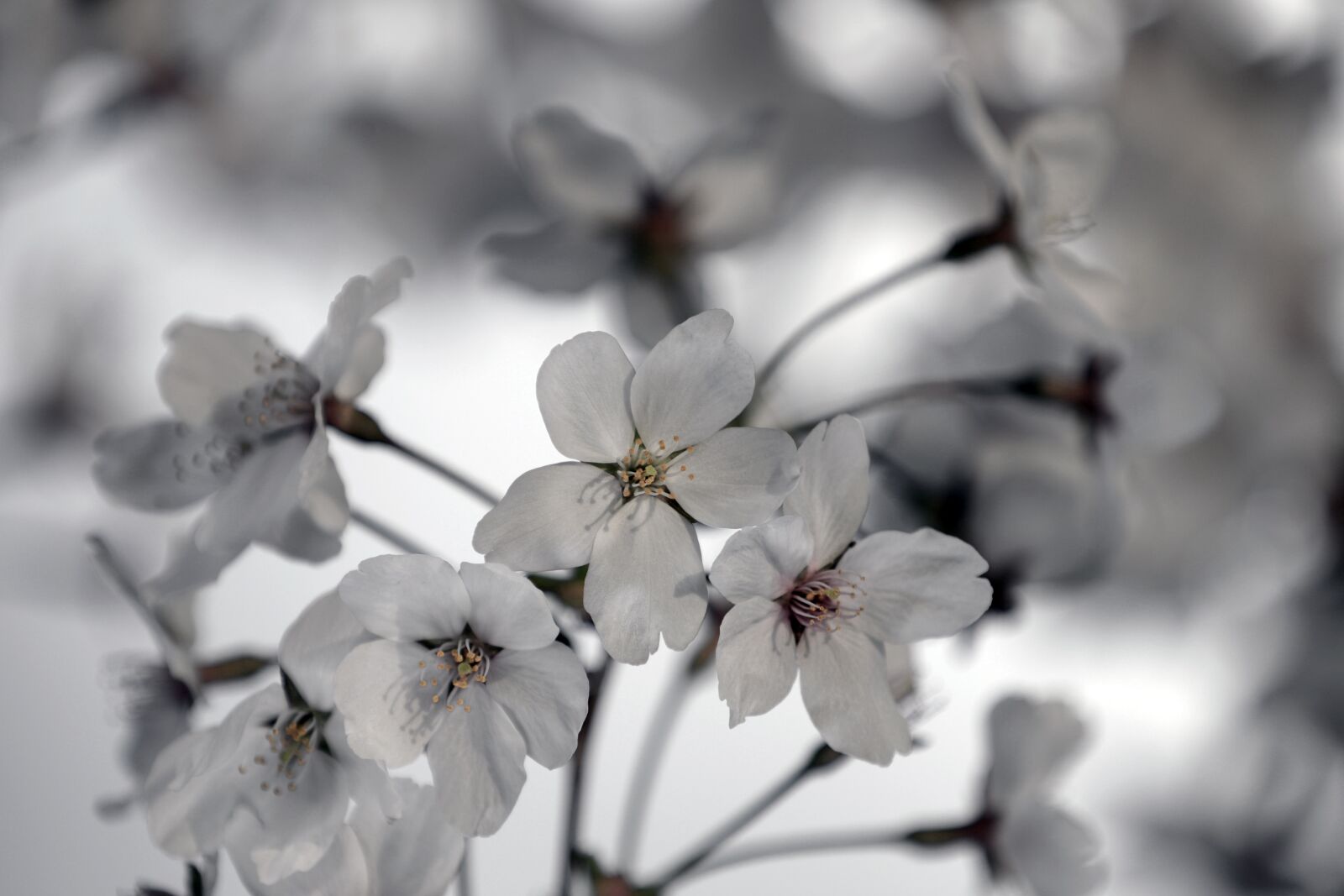 Canon EF 70-200mm F2.8L USM sample photo. Spring, cherry blossom, flowers photography