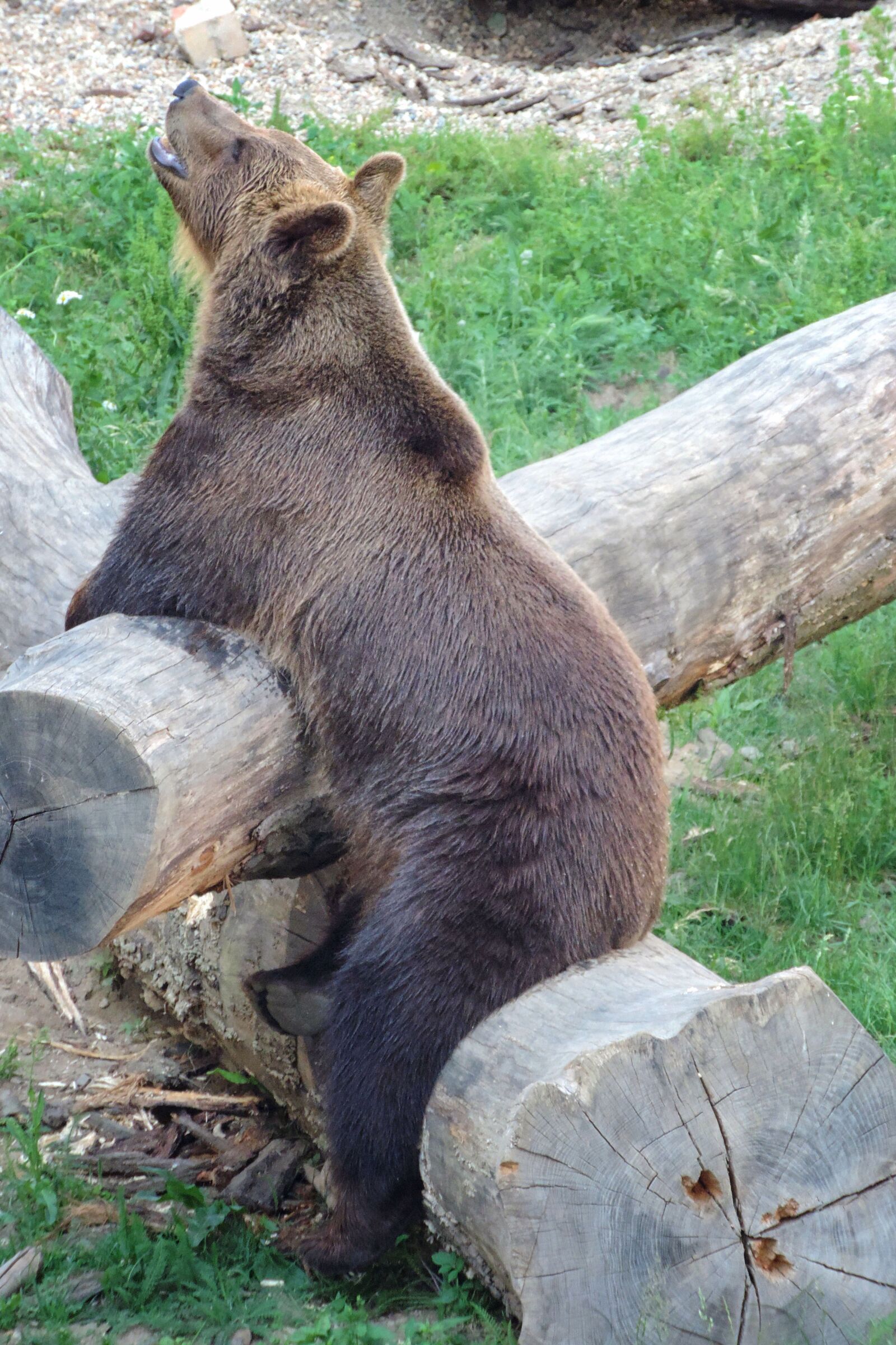 Nikon Coolpix P520 sample photo. Bear, brown bear, enclosure photography